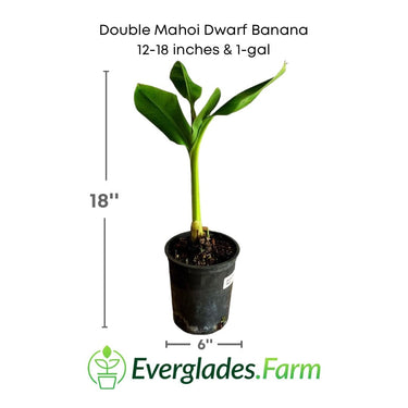 Double Mahoi Dwarf Banana Plant